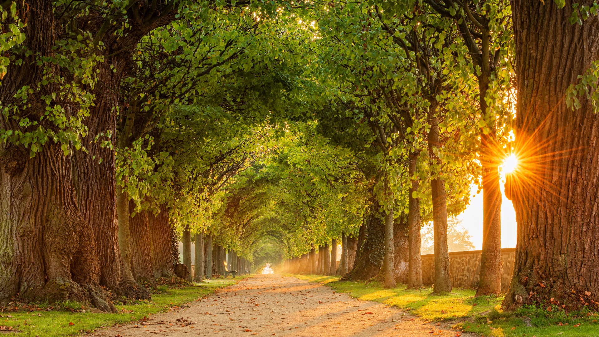Die Sonne scheint durch die tunnelartige Lindenallee, den von Bäumen gesäumten Fußweg durch den Park bei Sonnenaufgang