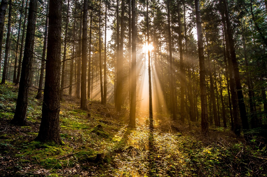 Sonnenlicht